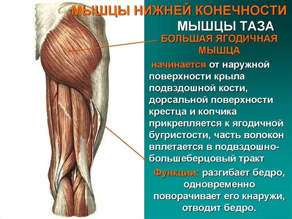 Функции нижних конечностей. Мышцы пояса нижней конечности функции. Мышцы таза анатомия функции. Мышцы тазового пояса и ноги функции. Мышцы нижних конечностей и их функции.