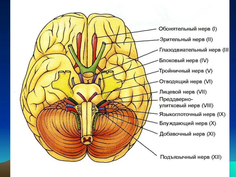 Под черепные нервы