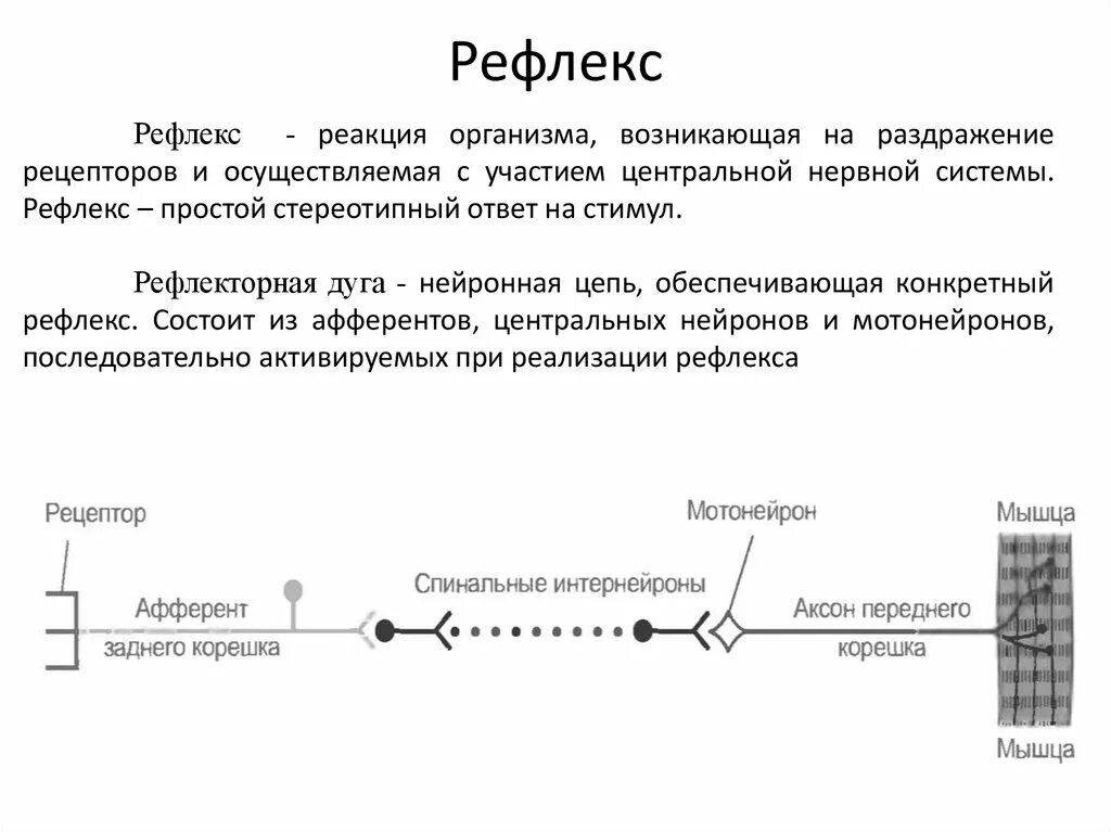 Нервно рефлекторная реакция