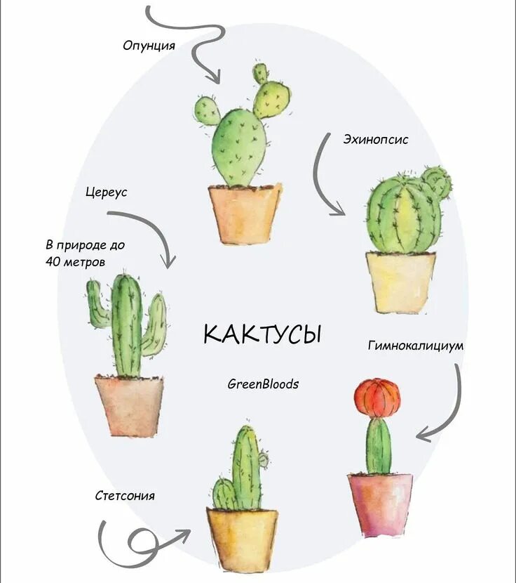 Комикс растения. Части кактуса схема. Комнатное растение комикс. Способ питания кактуса. Цветовая схема слова Кактус.