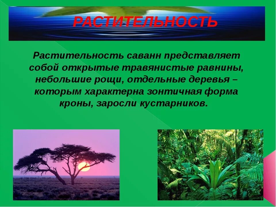 Приспособление животных в саванне. Растительный мир Африки. Растения в саванне и тропических лесах. Растительный мир саванны. Растения которые обитают в саванне.