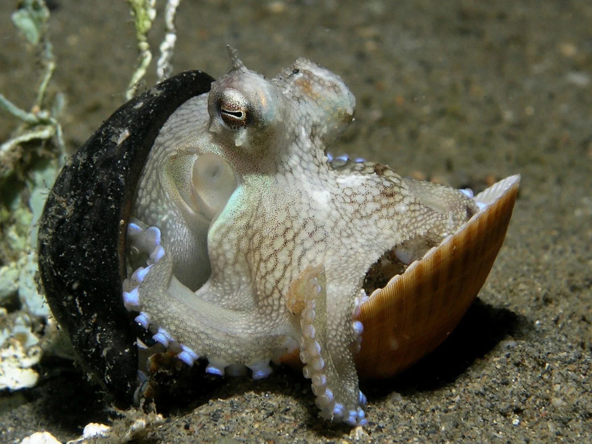 Съесть осьминога. Amphioctopus marginatus. Кокосовый осьминог (Coconut Octopus). Осьминог Думбо. Морской монах каракатица.