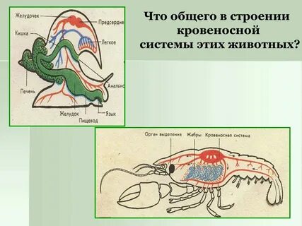 Кровеносная система замкнутого типа моллюски