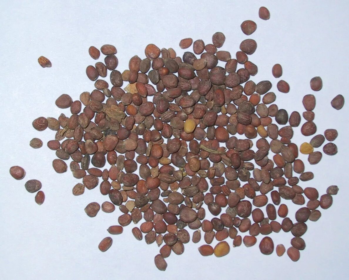 Какие семена редиски. Как выглядят семена редиски. Семена круглые коричневые. Круглые плоские семена. Мелкие семена.