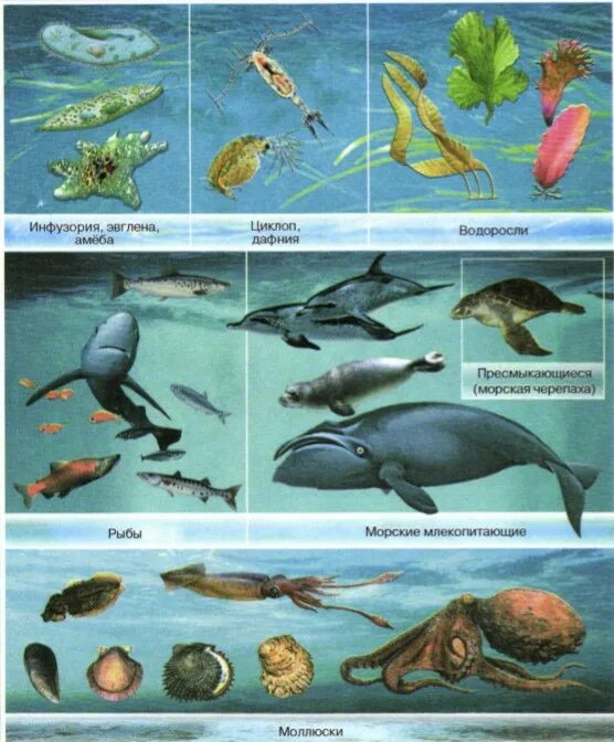 Разнообразие организмов водной среды. Обитатели ВОДНОЙС среды. Обитателив однйос Реды. Обитатели водной среды названия. Организмы обитающие в водной среде.