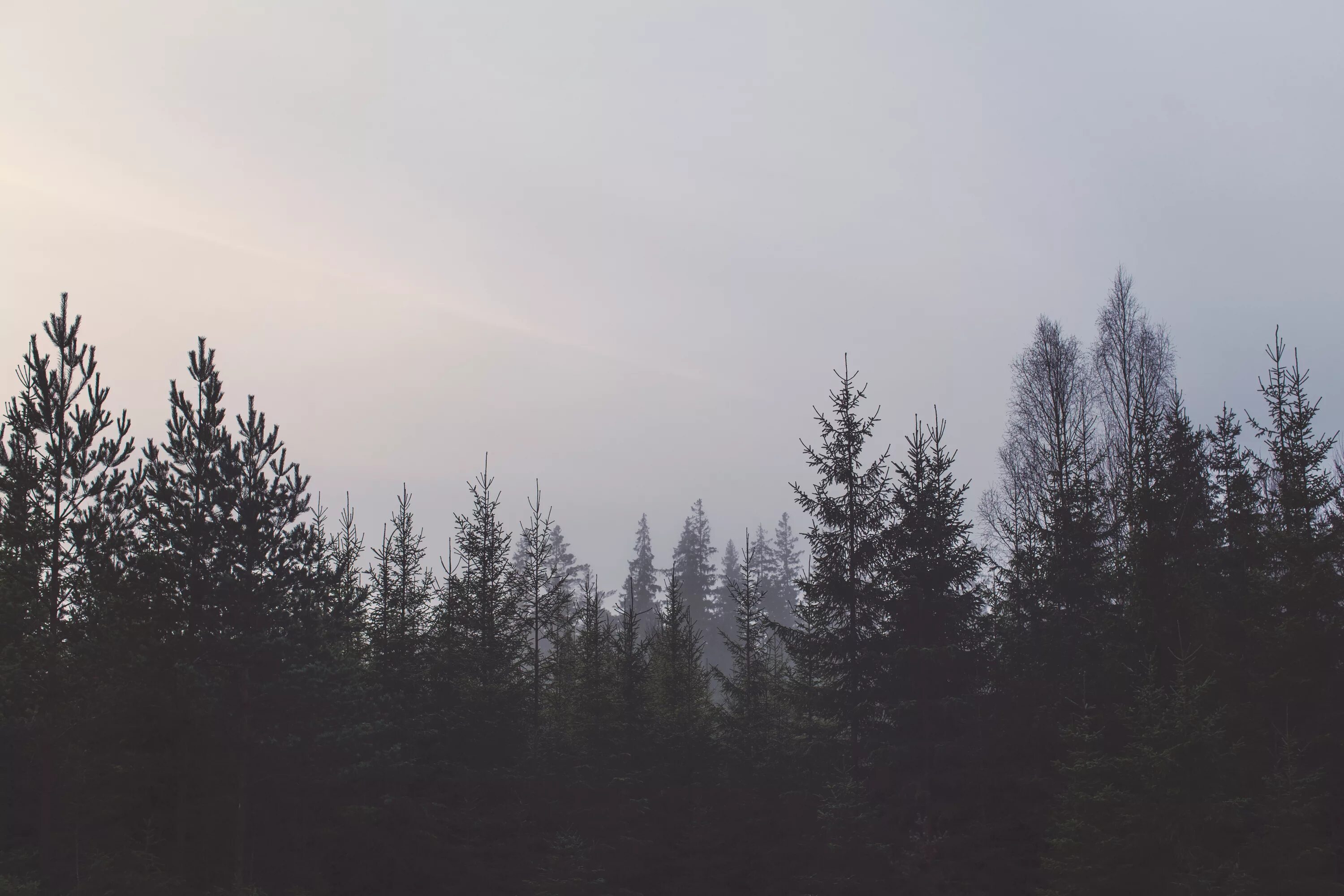 Хвойная тишина. Верхушки деревьев. Верхушки деревьев в тумане. Лес верхушки деревьев. Темный еловый лес.