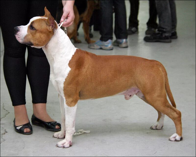 амстафф. ам стаффордширский терьер. асти дог хаус питомник амстаффов. щенки амстаффа рыжие. звезда амерланд питомник амстаффов.