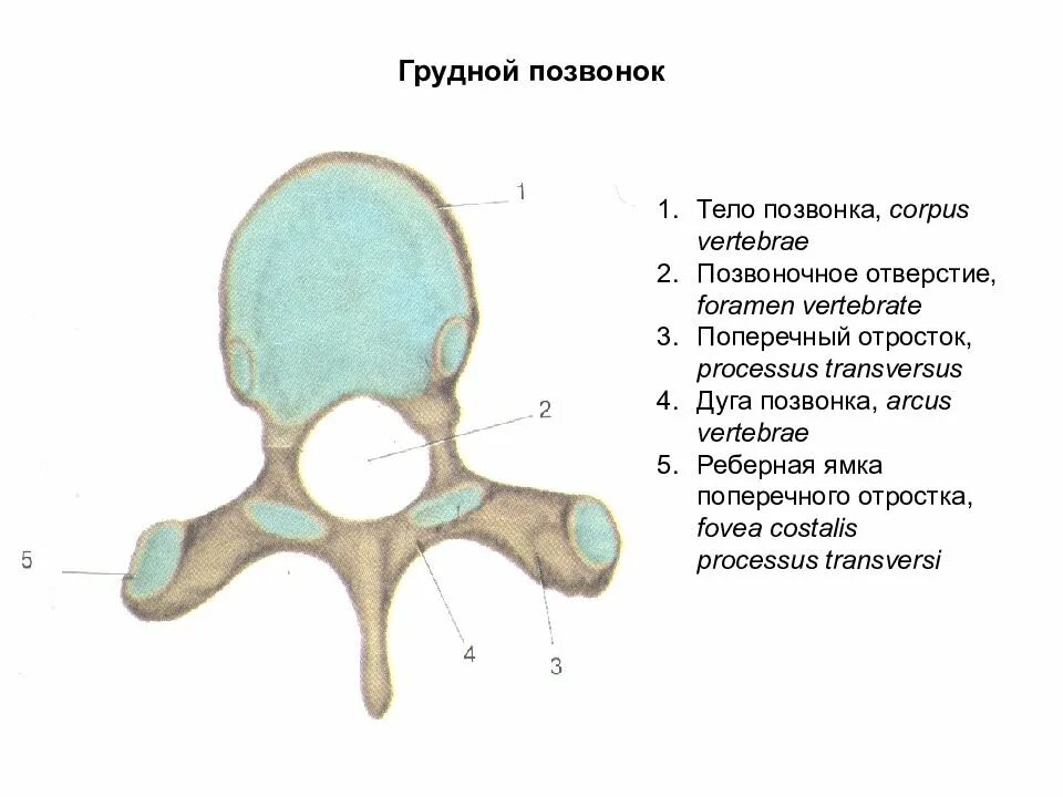 Грудной позвонок характеристика. Поперечный отросток 1 грудного позвонка. Грудной позвонок строение позвонка. Первый грудной позвонок строение. Строение грудного позвонка человека анатомия.