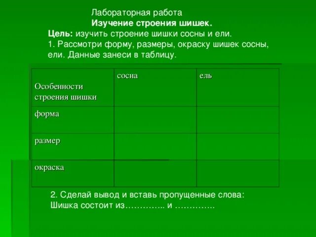 Изучение строения хвои и шишек сосны и ели. Лабораторная работа строение шишки сосны. Лабораторная работа строение шишек сосны. Таблица. Параметры хвои и шишек голосеменных растений. Таблица хвойных