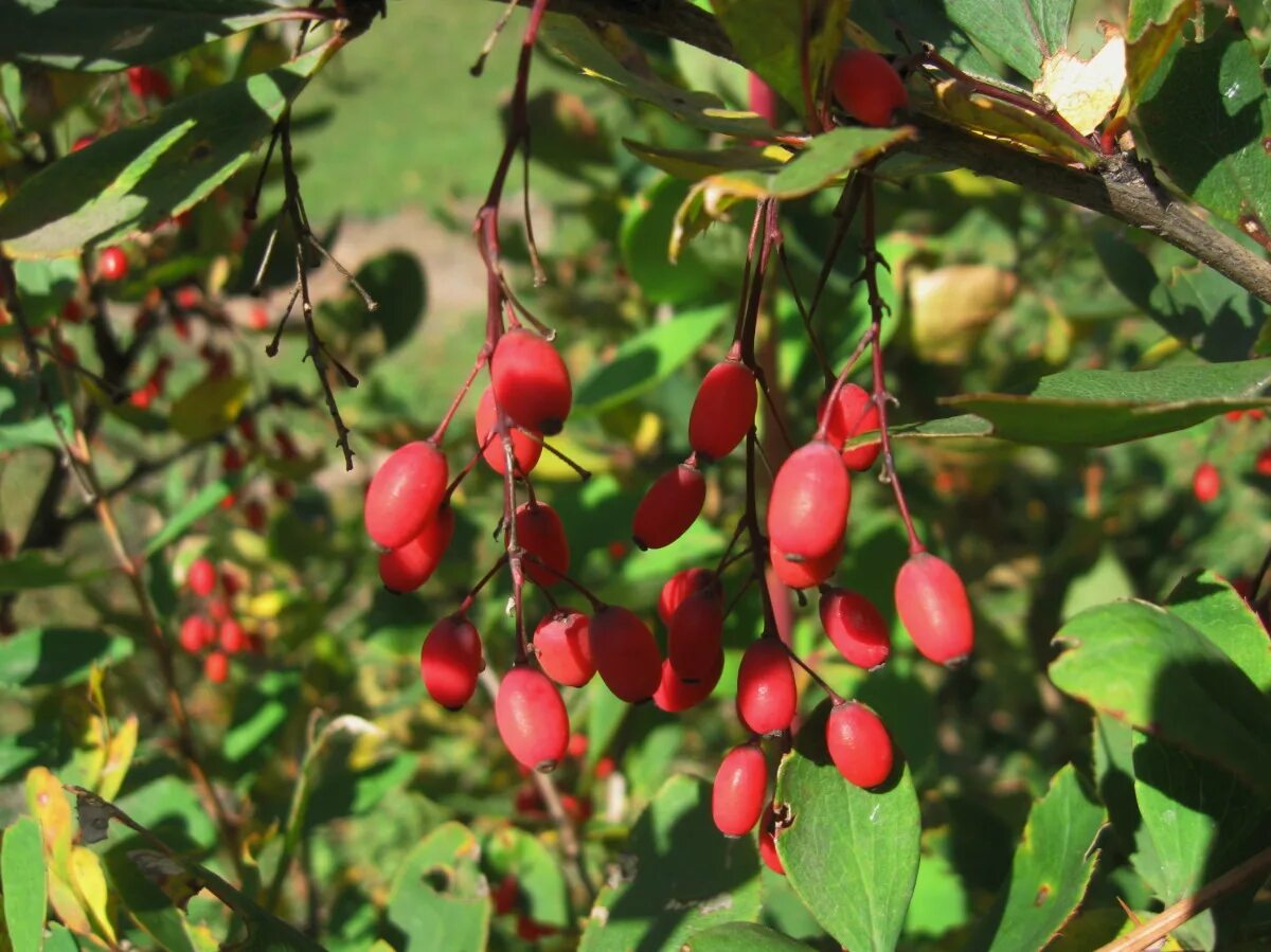 дикий барбарис. ягоды похожие на барбарис. барбарис продолговатый berberis oblonga. барбарис дерево дикий. барбарис куст с ягодами.