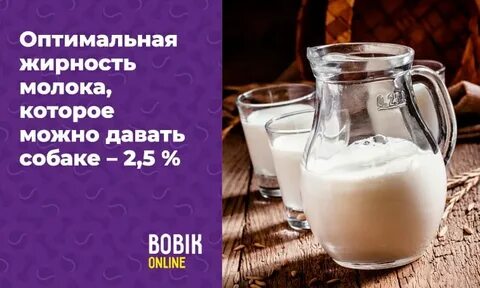 Можно ли щенкам молоко