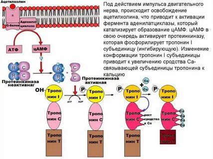 Цамф протеинкиназа
