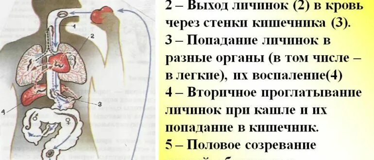 Какой вред могут причинить взрослые аскариды человеку. Жизненный цикл аскариды человеческой. Аскариды в теле человека. Цикл развития аскариды.