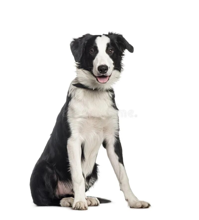 Floyd border collie Border collie, Collie dog, Collie