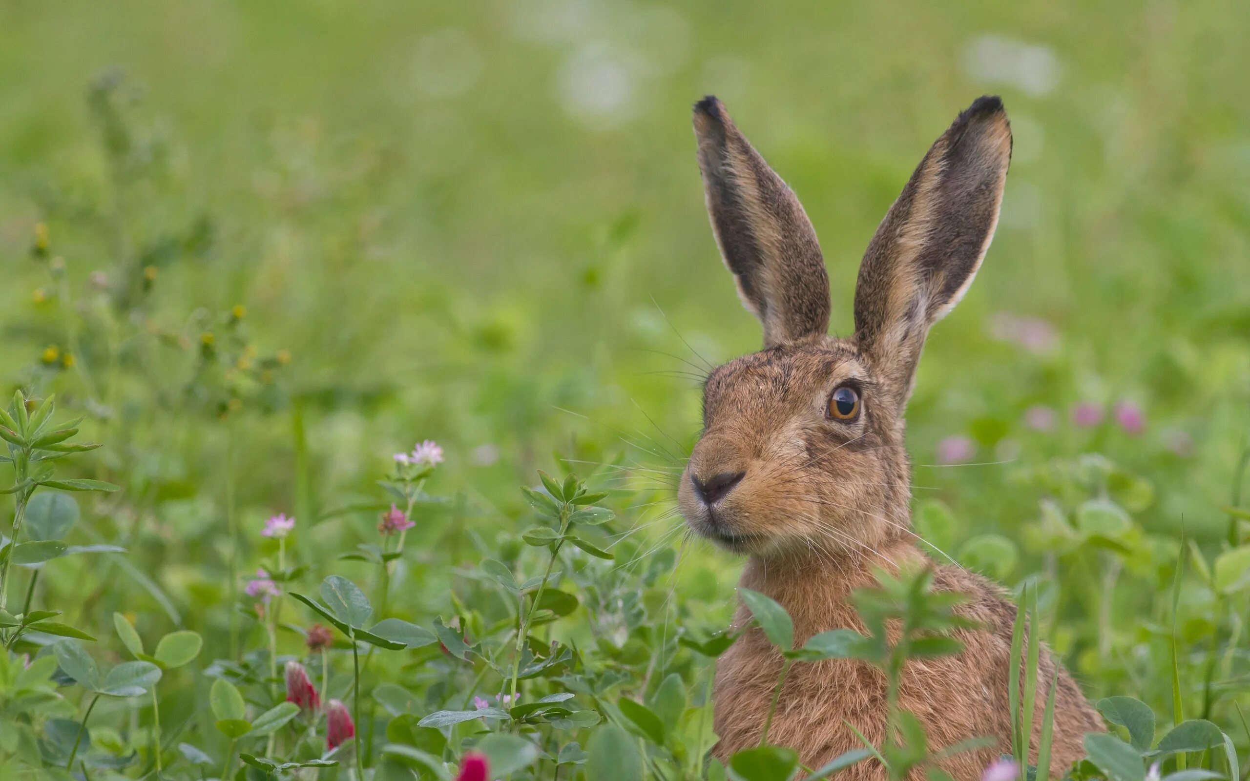 арктический заяц беляк. заяц-русак. маленькие кролики. нужны зайца. хвост зайца русака.