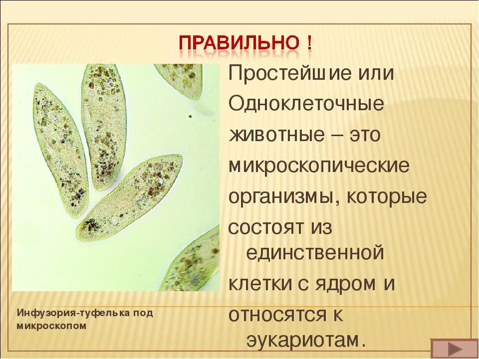 Различия в строении одноклеточных. Одноклеточные животные. Одноклеточные организмы названия. Одноклеточные организмы животные. Простейшие одноклеточные животные.