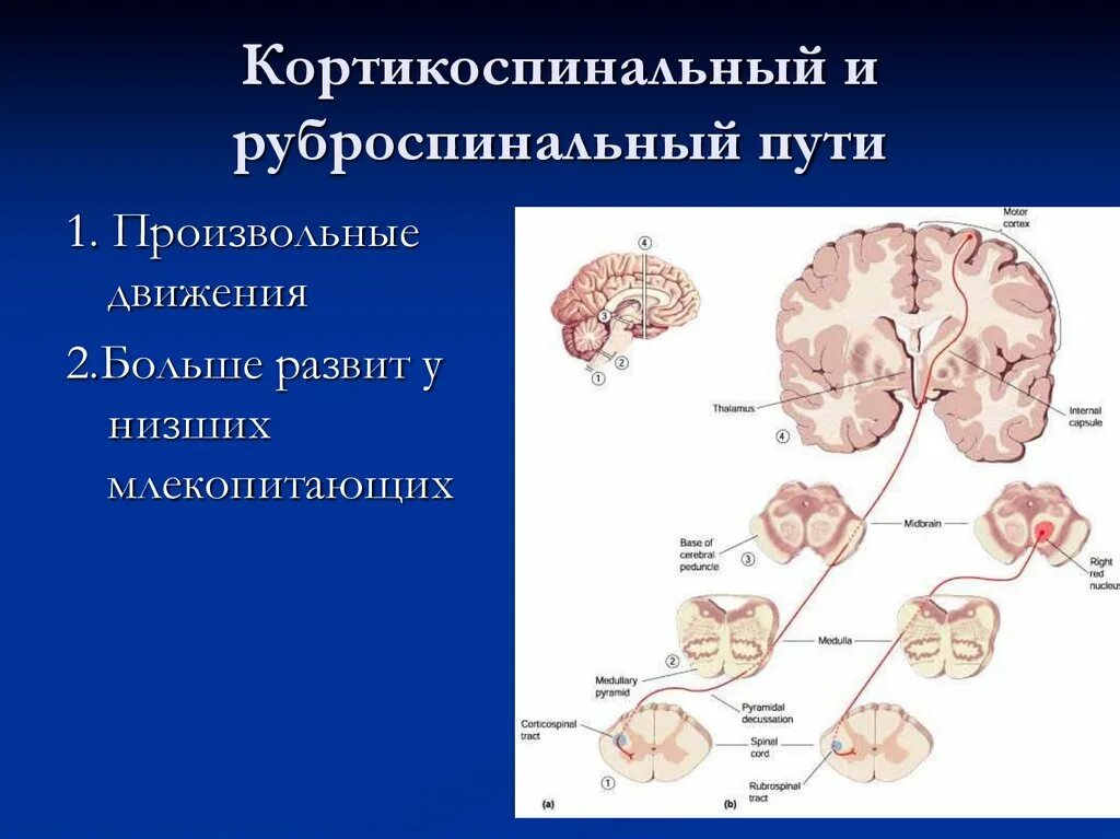 Произвольные движения непроизвольные движения кишечника интенсивность