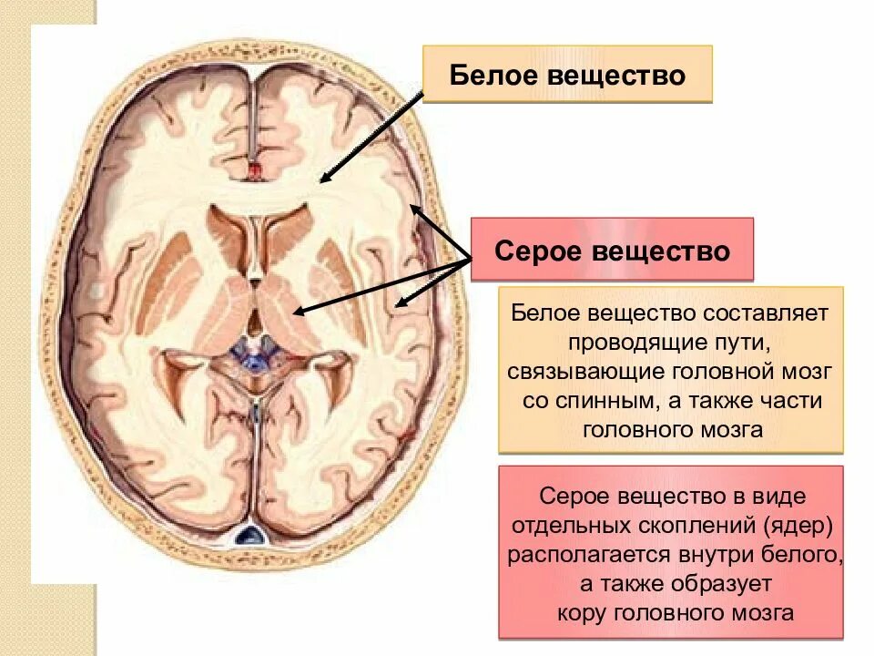Выделения серого вещества. Большие полушария серое и белое вещество. Мозг в разрезе серое и белое вещество. Распределение серого и белого вещества в головном мозге. Проводящие пути белого вещества головного мозга.