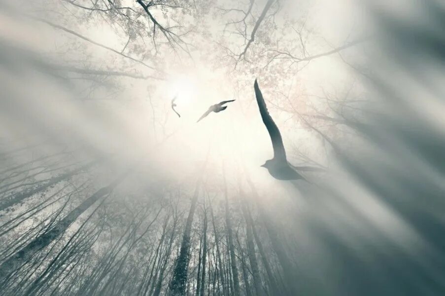 Одинокие птицы. Птица души. Полет души. Птицы в небе.
