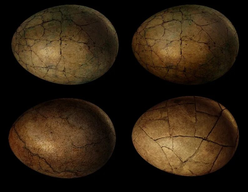 The earliest eggs were. Окаменелое яйцо динозавра. The earliest eggs were. The earliest eggs were. Яйцо динозавра окаменелость.