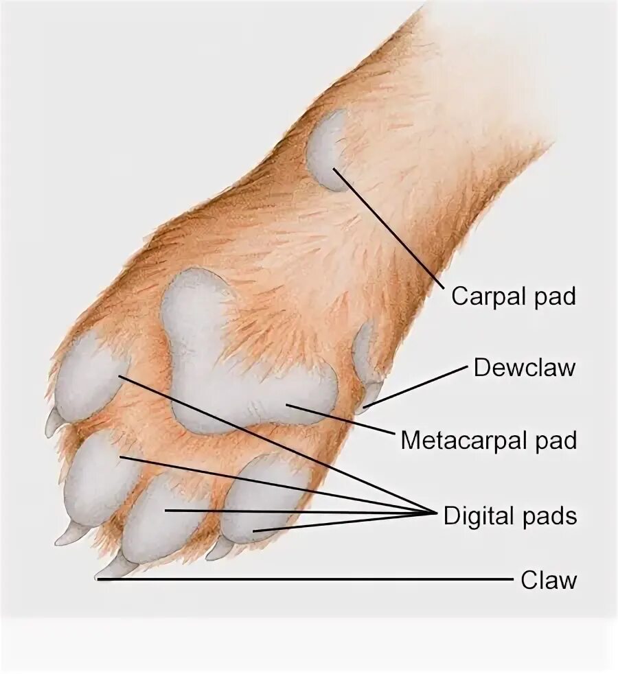 Передние лапы кошки строение. Строение кошачьей лапы. Строение подушечки лапы кота. Строение передних лап у кошек.