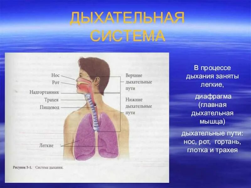 Органы входящие в дыхательную систему функции. Система органов дыхания человека 3 класс. Сообщение на тему дыхательная система человека 3 класс. Дыхательная система система биология 8 класс. Окружающий мир организм человека 3 класс дыхательная система.