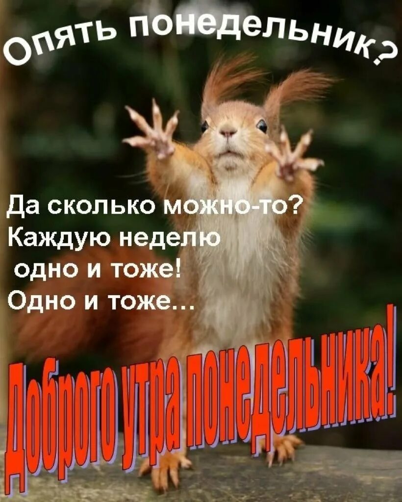 Доброго утра понедельника прикольные смешные с надписью. Доброе утро смешные картинки. Открытки с понедельником прикольные. Доброе утро понедельника прикольные. С добрым утром понедельника прикольные.