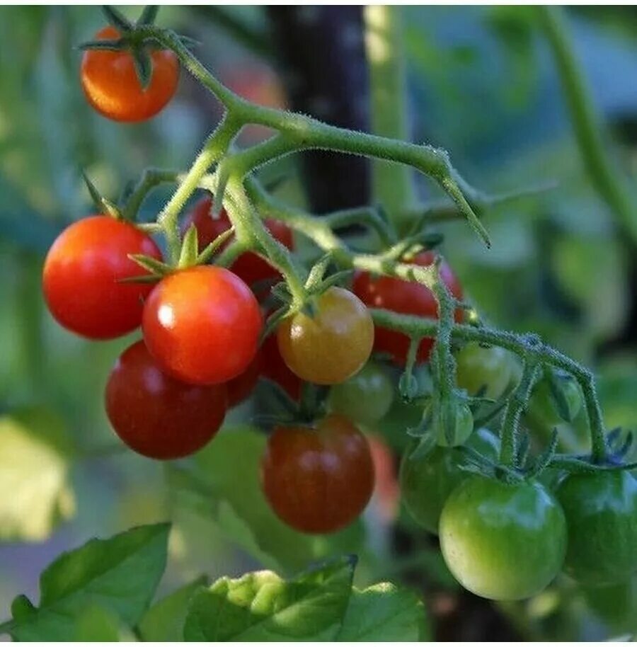томат дикий тигр. черри мини томат. томат черри смородинка. томат смородинка красная. сорта диких томатов.
