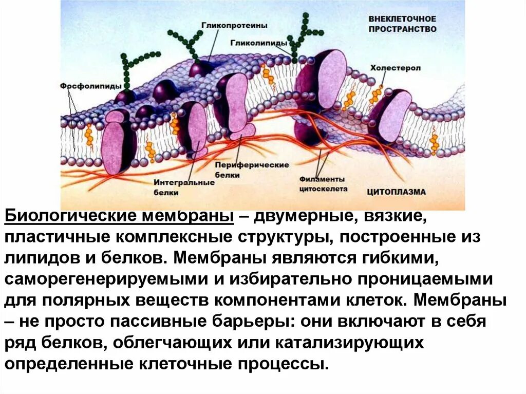 Структура биологической мембраны роли компонентов. Биологическая и клеточная мембрана. Современное представление о строении биологических мембран – это. Структура биологических мембран. Возникновение мембраны клетки