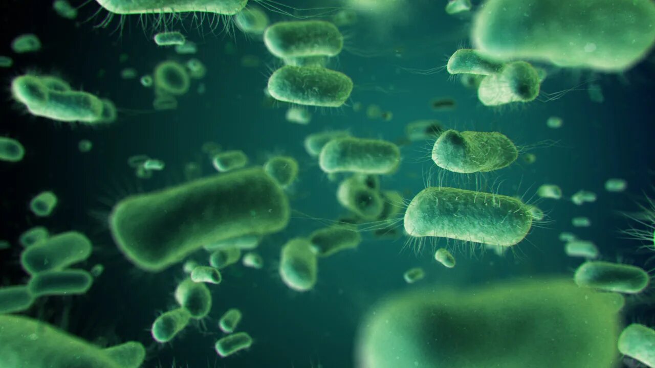 Организменные бактерии. Цианобактерии Архей. Прокариоты архебактерии. Цианобактерии бациллы. Археи и бактерии.