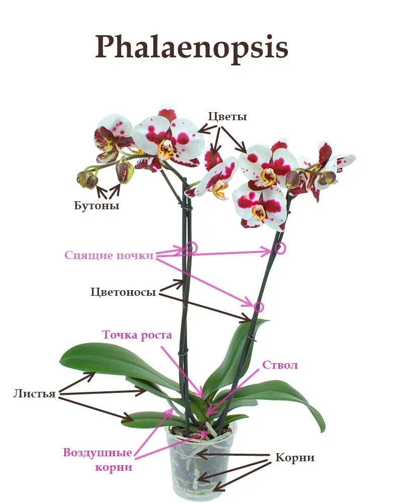 Как отличить орхидею. Марракеш Орхидея фаленопсис. Орхидея фаленопсис строение растения. Zahara фаленопсис Орхидея. Орхидея фаленопсис Phalaenopsis Каттлея.