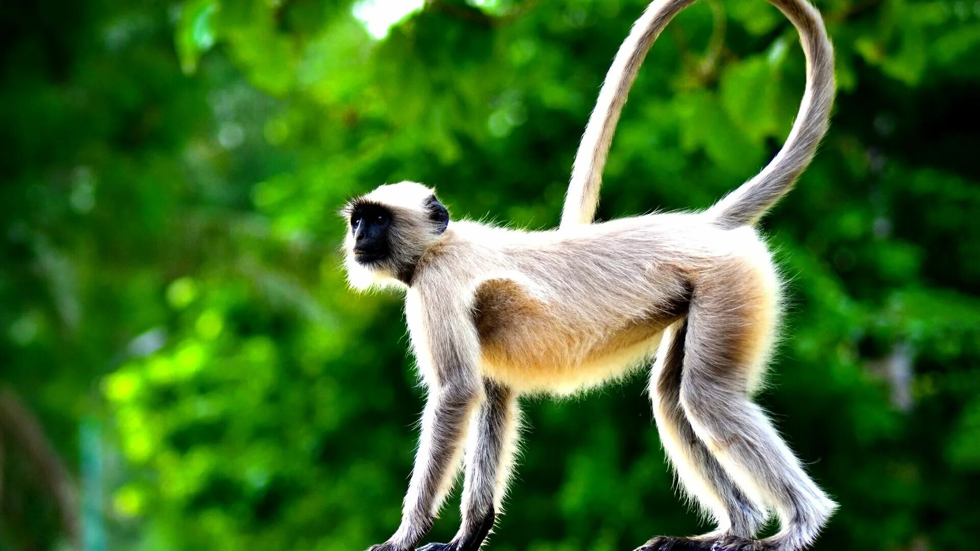 Короткохвостые обезьяны. Обезьяны лангуры. Лангуры - хвостатые мартышки. Лангуры в Индии. Необычные обезьяны.