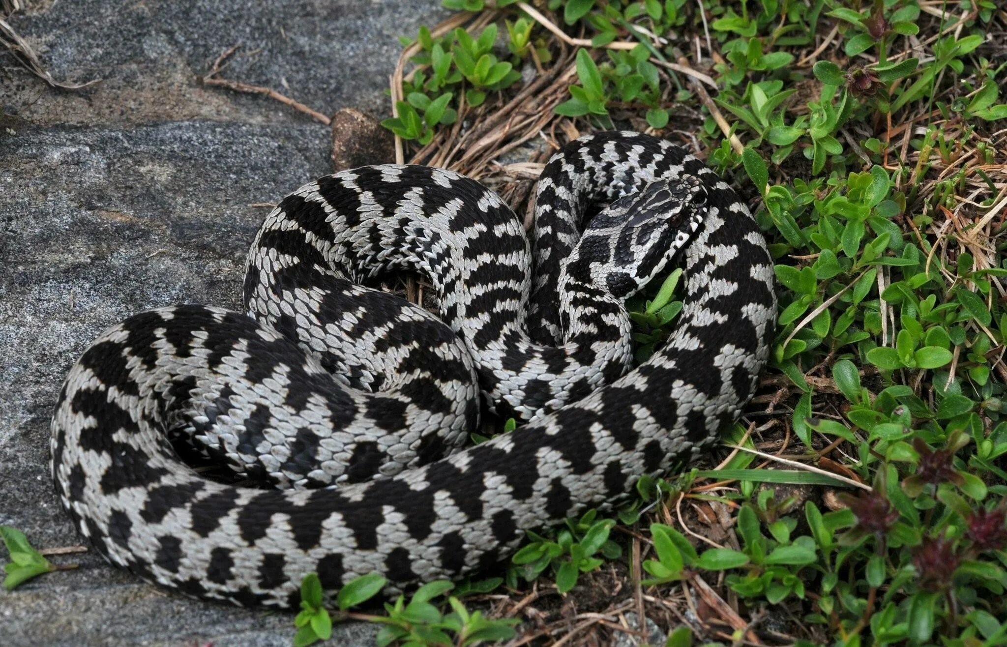 Обыкновенная гадюка (Vipera berus). Обыкновенная гадюка меланист. Степная гадюка меланист. Гадюка обыкновенная черная.