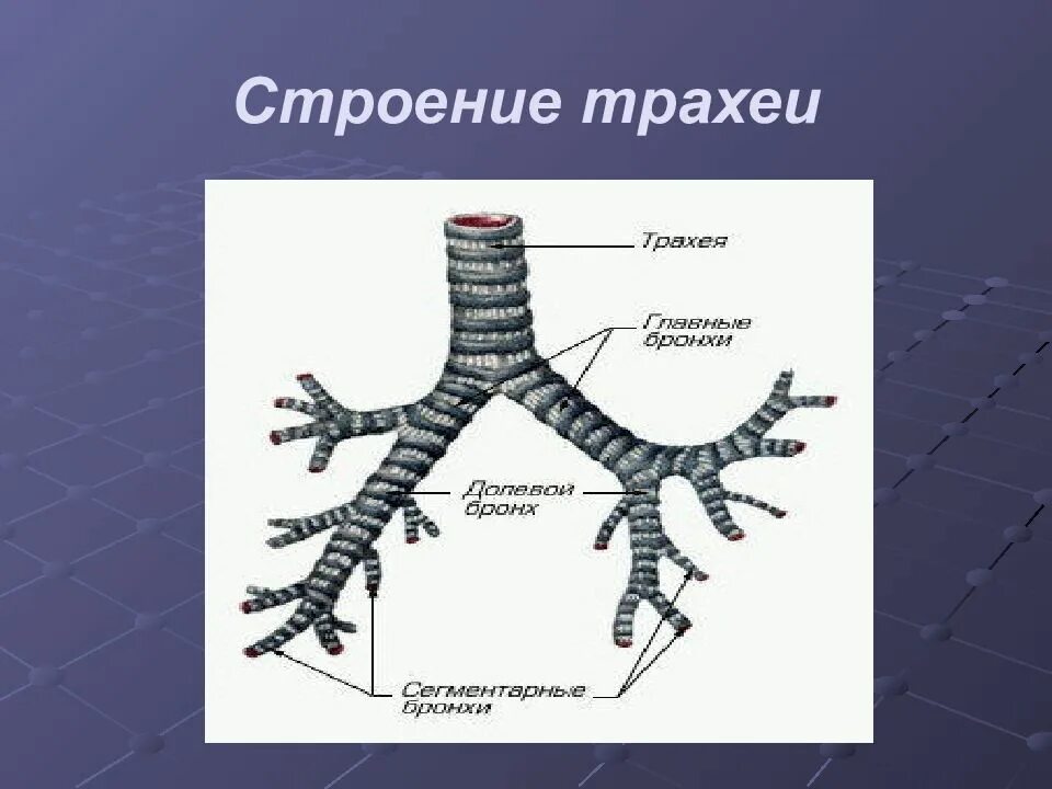 соотнесите органы дыхания с их функциями. строение и функции дыхательной системы таблица. строение и функции дыхательной системы.