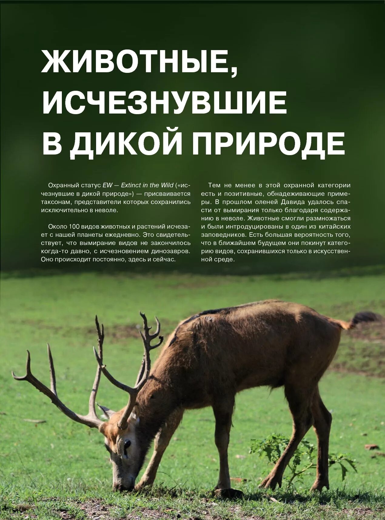 Какие дикие животные в красной книге