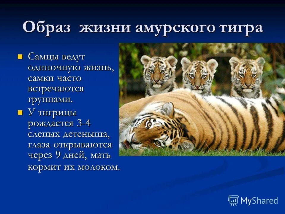 Необходимость сохранения популяции амурского тигра закреплена. Образ жизни Амурского тигра. Презентация о Тигре. Презентация на тему тигр. Тигр для презентации.