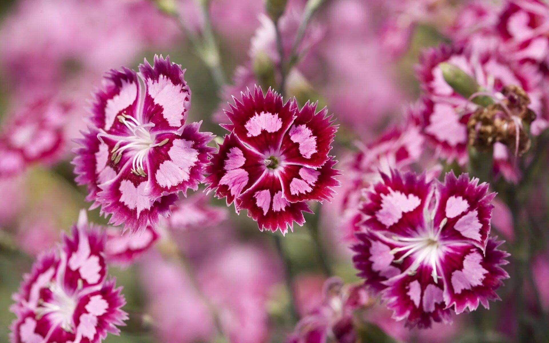 Гвоздика широковетвистая — Dianthus ramosissimus. Гвоздика Шабо травянка. Гвоздика Геддевига. Гвоздика высокая