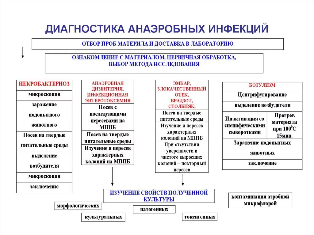 Методы лабораторной диагностики микробиология. Ускоренная диагностика газовой анаэробной инфекции:. схема бактериологического метода диагностики анаэробных инфекций.