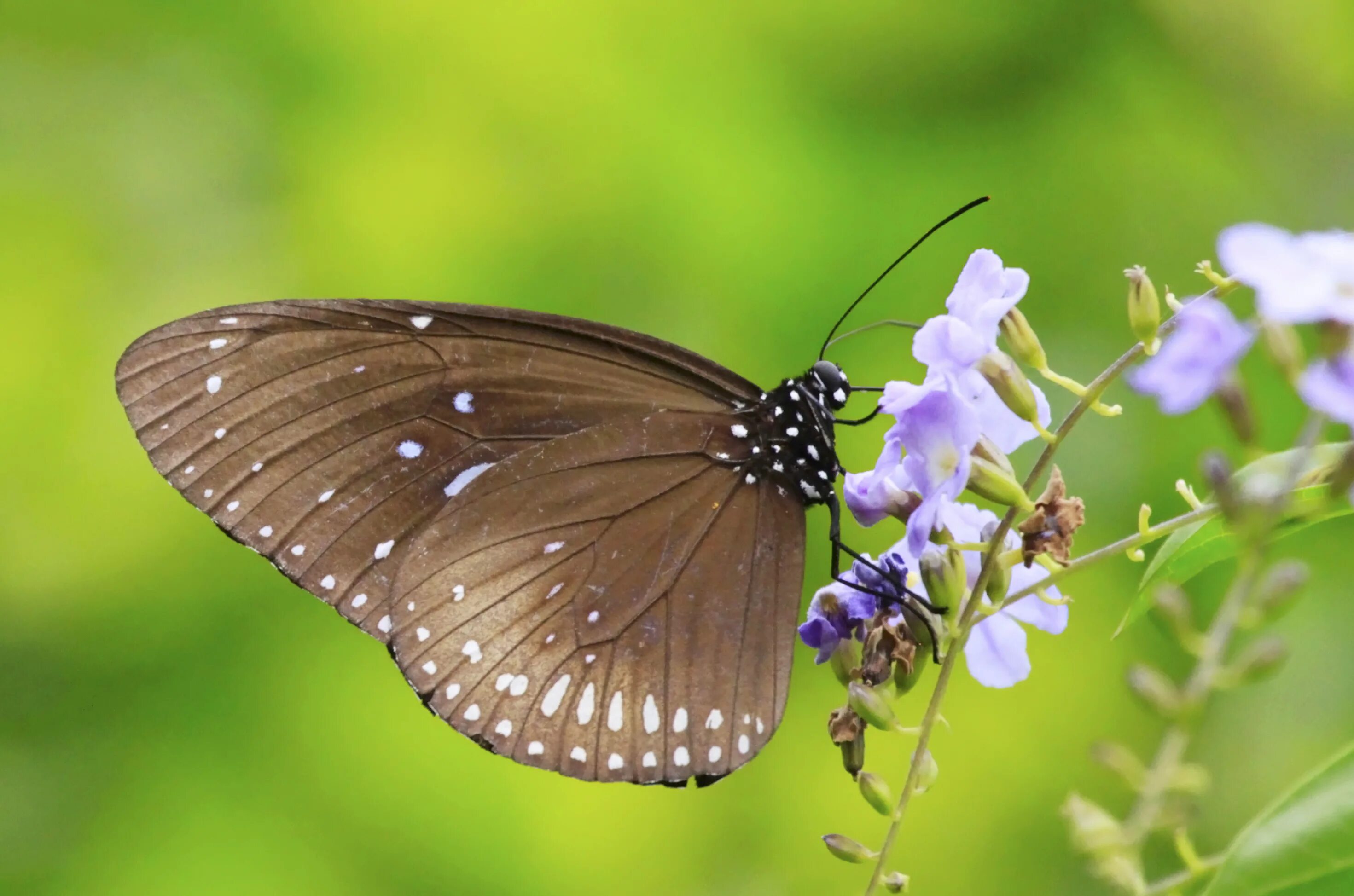 Покажи видео бабочек. Чешуекрылые бабочки. БУЛАВОУСЫЕ чешуекрылые бабочки. БУЛАВОУСЫЕ бабочки. Бабочки чешуекрылые на цветке.