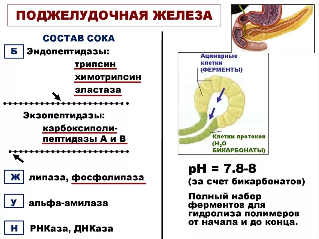 Фермент расщепляющий инсулин. Состав пищеварительного сока поджелудочной железы. Состав панкреатического сока поджелудочной железы. Состав сока поджелудочной железы ферменты. Состав и секреция поджелудочного сока.