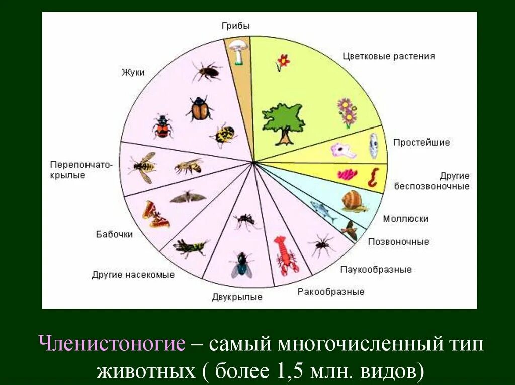 Царство животных количество видов. Самый многочисленный Тип животных. Тип Членистоногие самый многочисленный. Диаграмма царство животные.