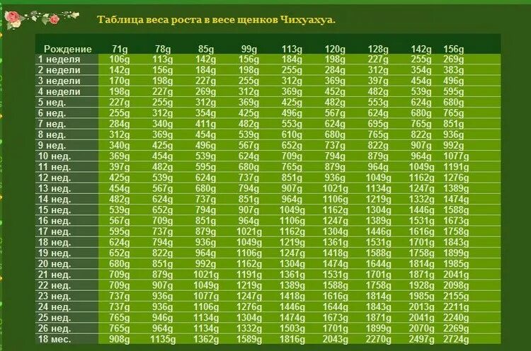 Сколько весит взрослая немецкая. Таблица роста щенков чихуа. Вес щенка чихуахуа по месяцам стандарт. Таблица веса чихуахуа по месяцам стандарт мини. Вес щенка чихуахуа по месяцам таблица.