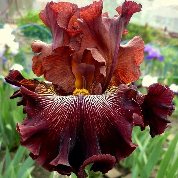 Iris 1tb. Iris 1tb. ирис касатик. ирис creature of the night. ирис intune.