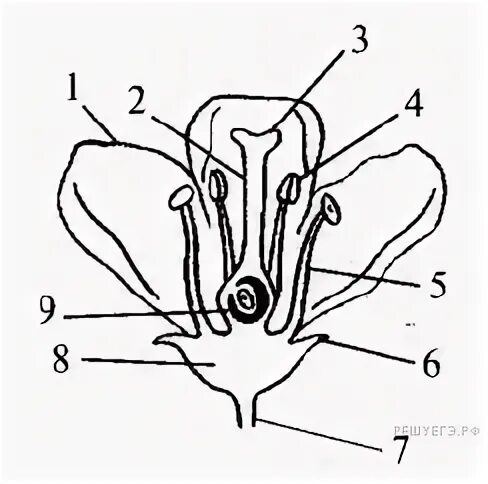 Нижняя расширенная часть пестика. Цветок биология. Строение листа ЦТ по биологии. Решу ЦТ тесты строение цветка. Удлинённое коническое цветоложе.