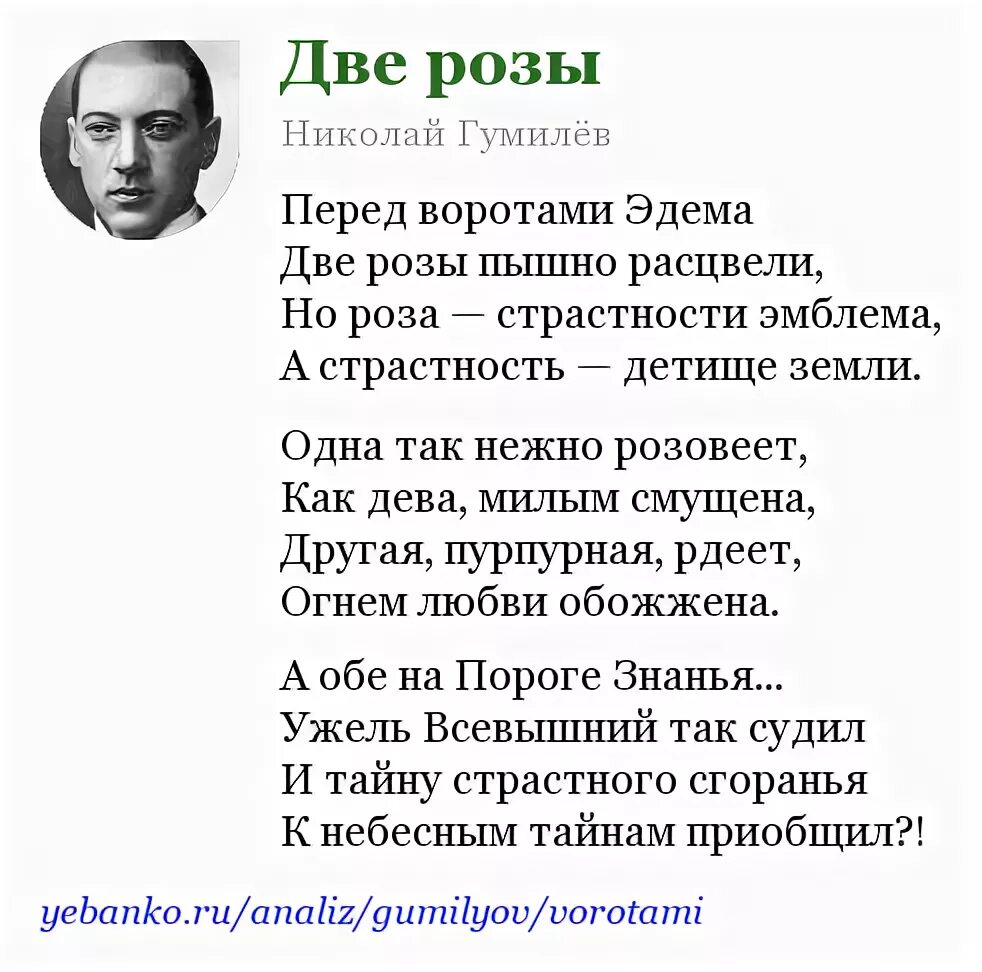 Анализ стихотворения гумилева. Николай Гумилев две розы. Стих Гумилева две розы. Гумилёв стихи роза. Стихи Гумилева розы.