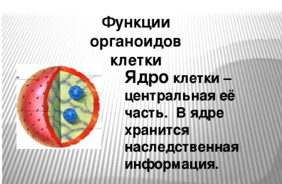 Функции ядра в животной клетке. Клеточный органоид ядро функции. функции органоидов клетки ядрышко. органоиды клетки ядро рисунок. органоиды клетки ядро.