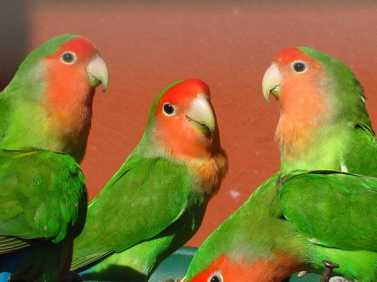 Неразлучники поют. Неразлучники попугаи. Попугай неразлучник Краснощекий. Попугай неразлучник розовощекий зеленый. Зеленыйплпугай неращлучник.