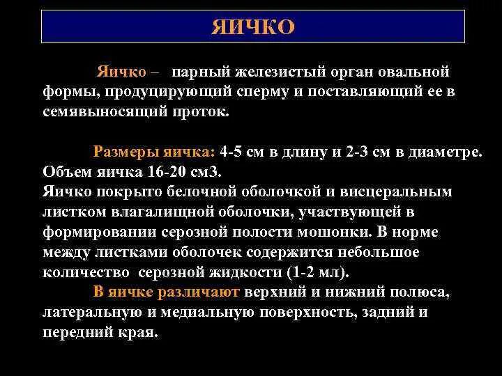 Нормальная яичка мужчин. Объем яичек в норме. Размеры яичек в норме. Размер яичек у мужчин норма. Размеры яичка в ннопма..