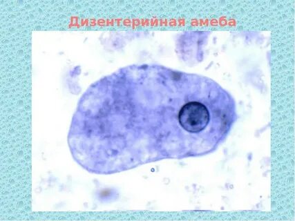 Дизентерийная амеба тип дыхания