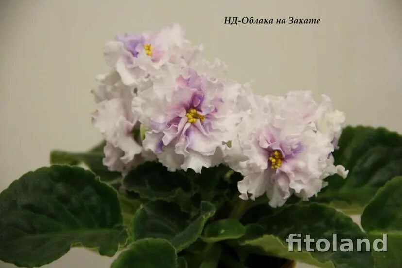 Фиалка облака. Фиалка облака. Фиалка ват девишник. Сенполия пт розовые облака. Фиалка лф облака.